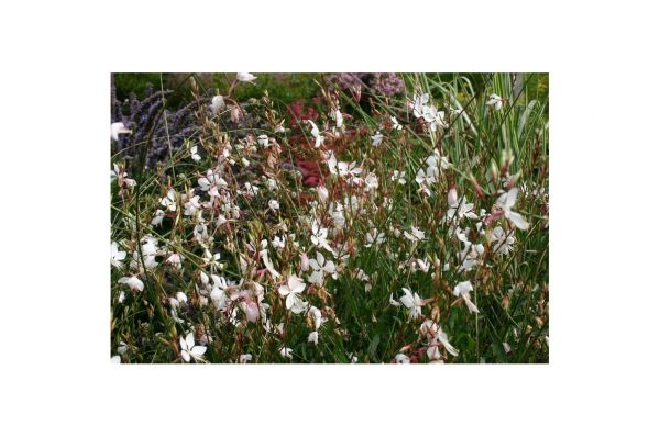 GAURA Lindheimeri