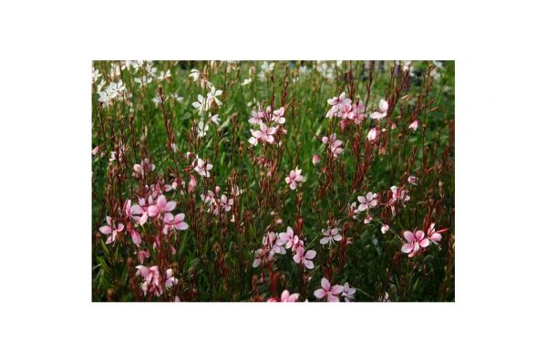 GAURA Rosy Jane