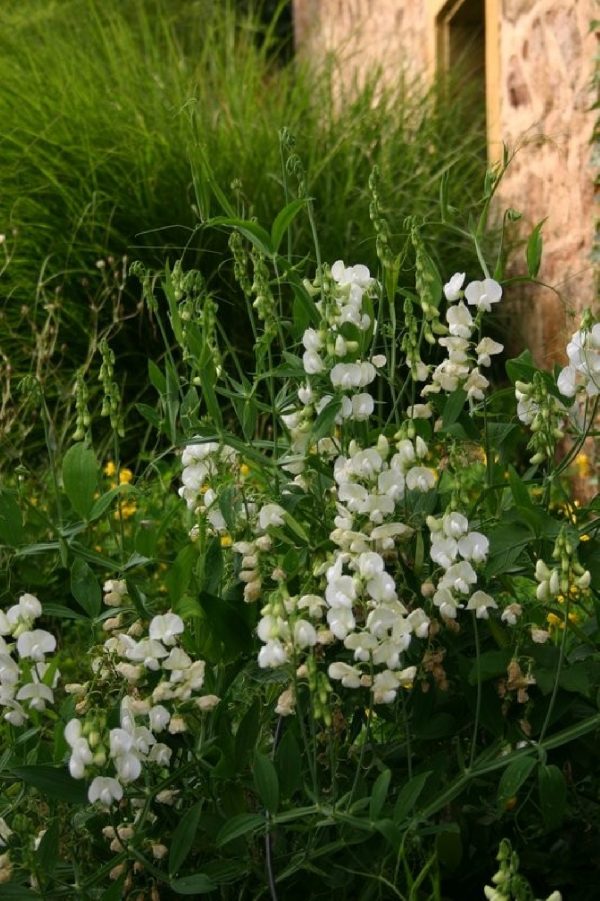 LATHYRUS Latifolius White Pearl