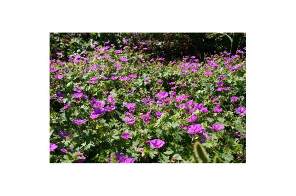 GERANIUM Dilys