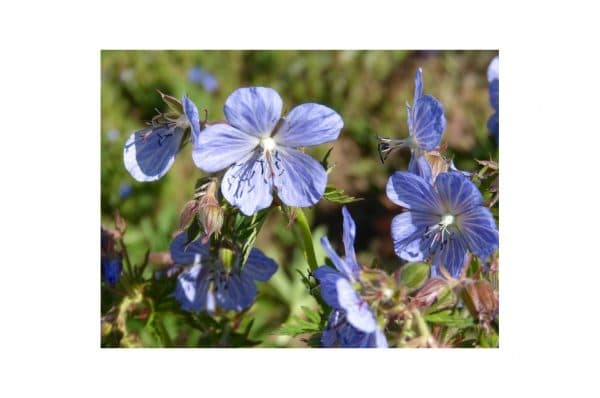 GERANIUM Kendall Clark