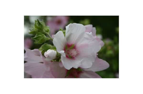 LAVATERA Barnsley