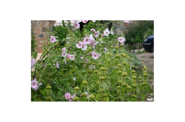 LAVATERA Barnsley