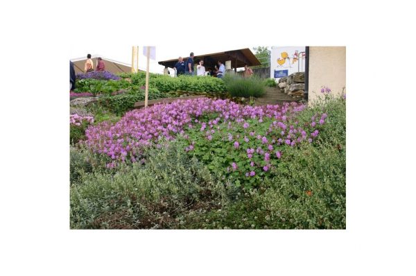 GERANIUM Macrorrhizum