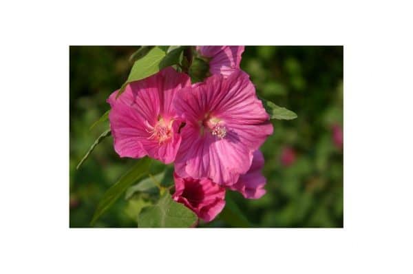 LAVATERA Bredon Springs