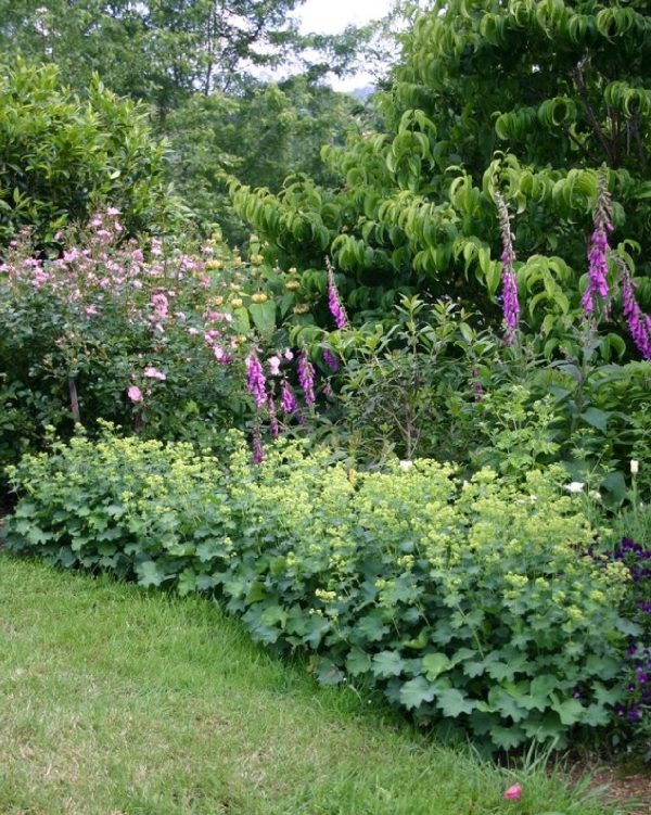 ALCHEMILLA Mollis