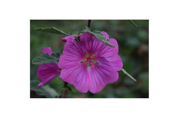 LAVATERA Bredon Springs