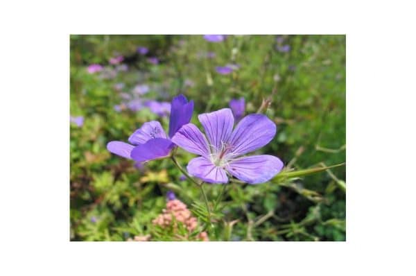GERANIUM Nimbus
