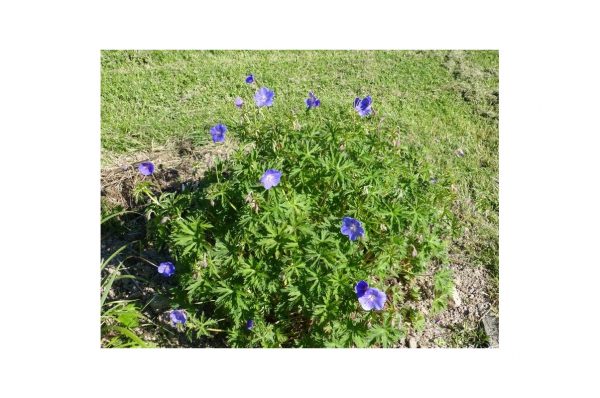 GERANIUM Nimbus