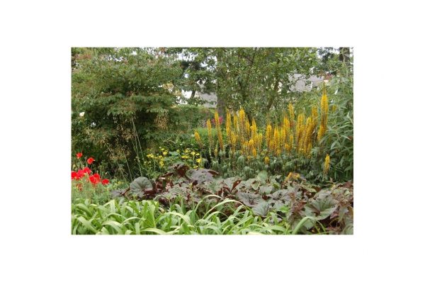 LIGULARIA Przewalskii