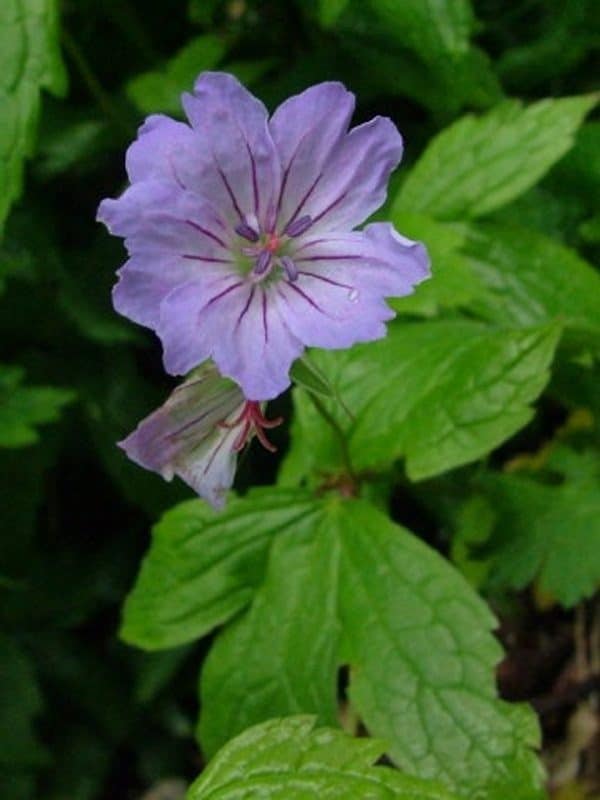 GERANIUM Nodosum