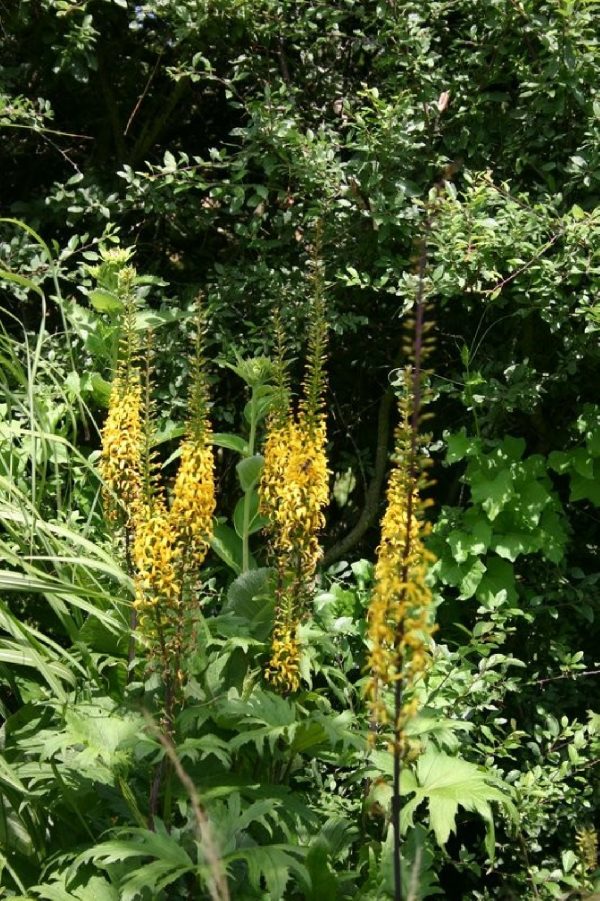LIGULARIA Przewalskii