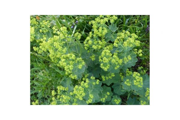 ALCHEMILLA Mollis