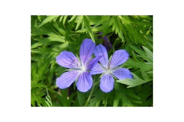 GERANIUM Orion
