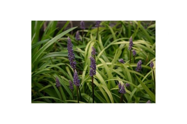 LIRIOPE Muscari