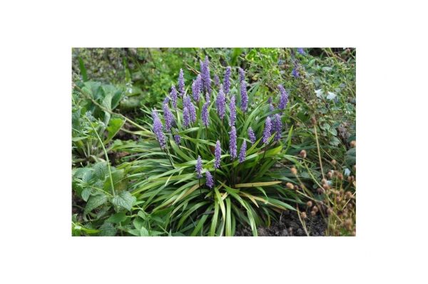 LIRIOPE Muscari