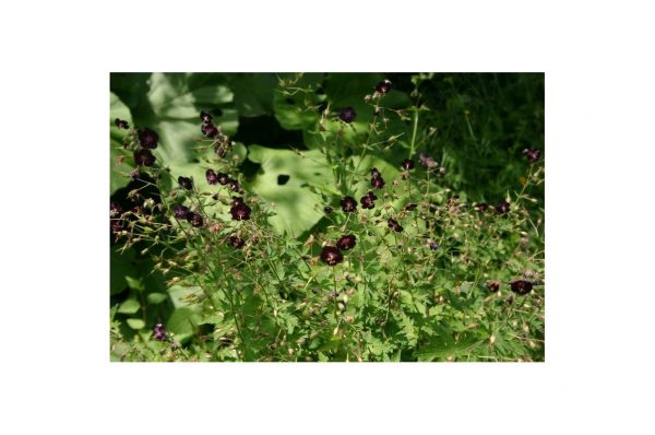 GERANIUM Phaeum