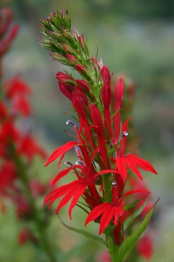 LOBELIA Cardinalis