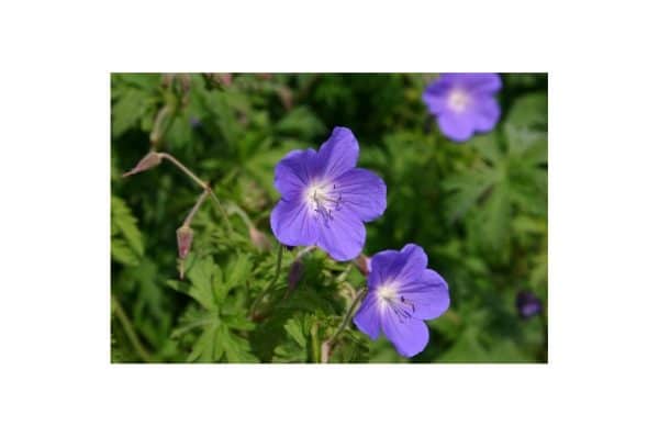 GERANIUM Rozanne