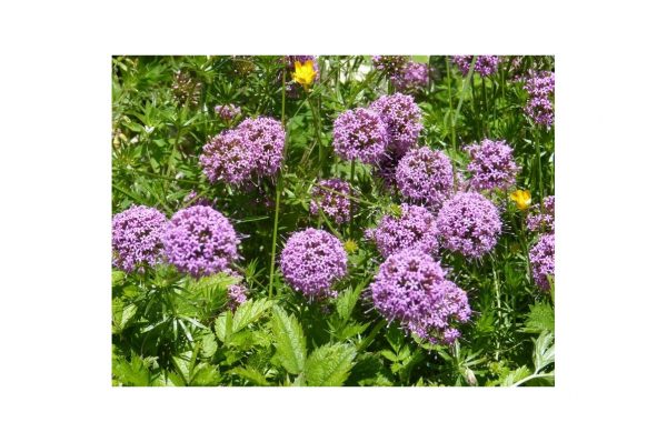 ALLIUM Montanum Senescens