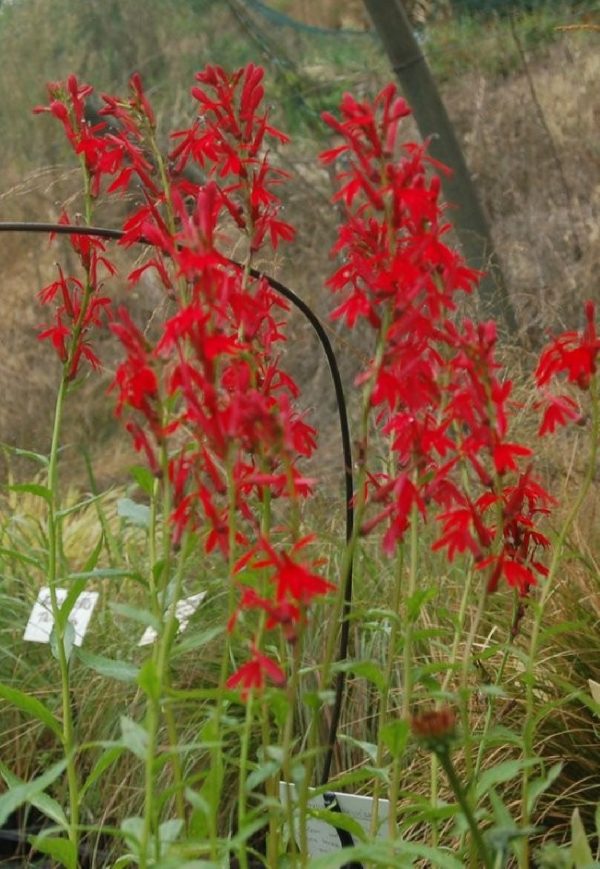 LOBELIA Cardinalis