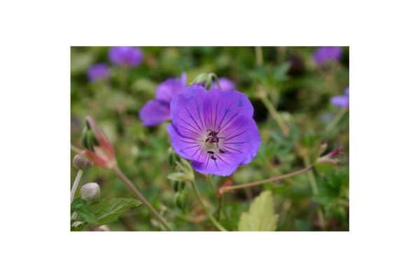 GERANIUM Rozanne