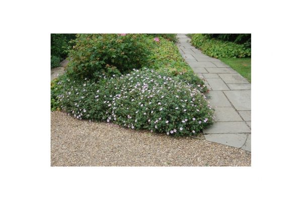 GERANIUM Sanguin Apfelblute