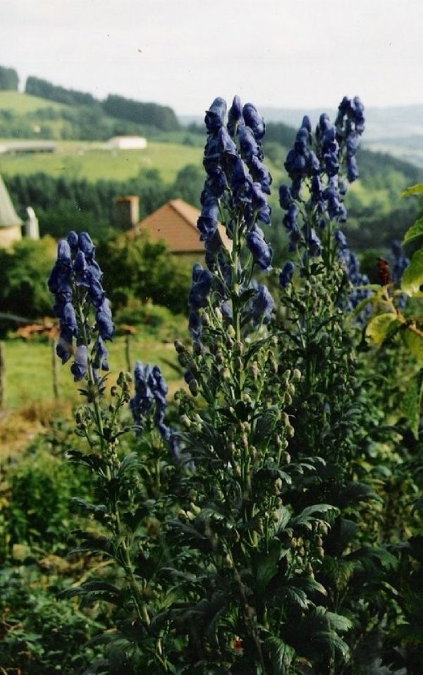 ACONITUM Arendsii