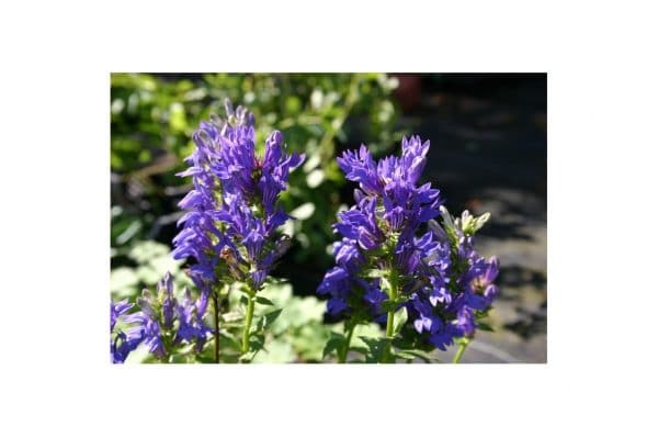LOBELIA Siphilitica