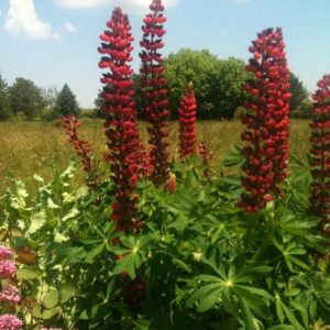 LUPINUS Red Flame