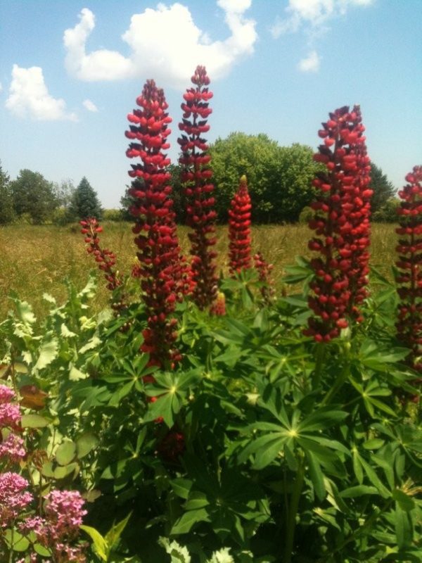 LUPINUS Red Flame
