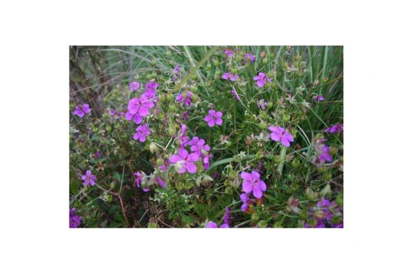 GERANIUM Soboliferum