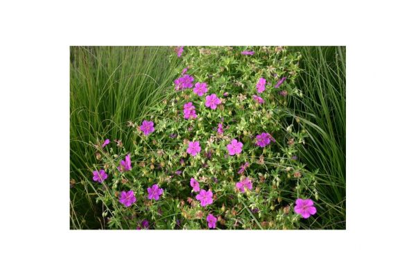 GERANIUM Soboliferum