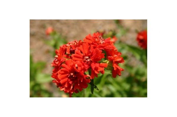 LYCHNIS Chalcedonica