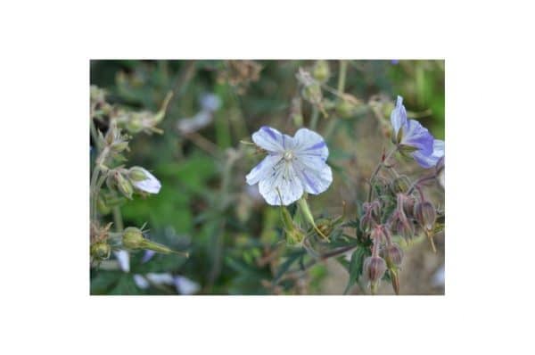 GERANIUM Splish Splash