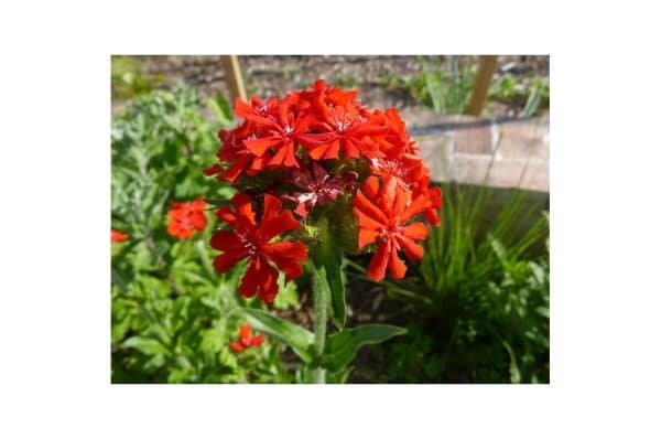LYCHNIS Chalcedonica