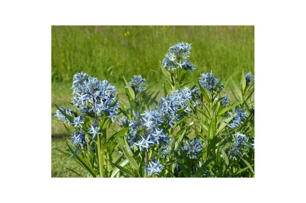 AMSONIA Tabernae Montana
