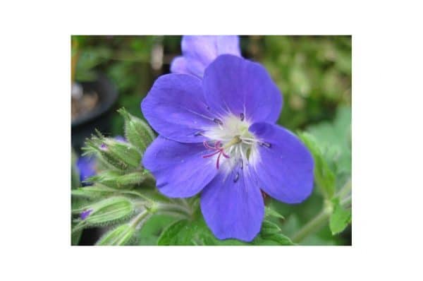 GERANIUM Sylvaticum Amy Doncaster