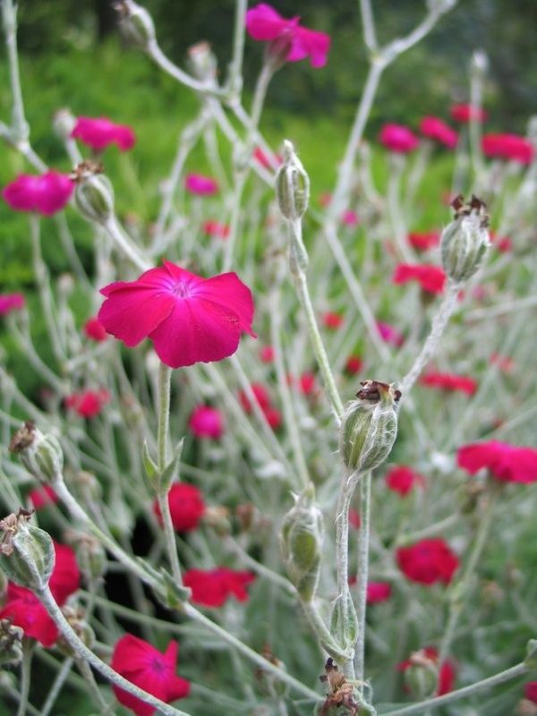 LYCHNIS Coronaria