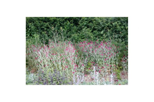 LYCHNIS Coronaria
