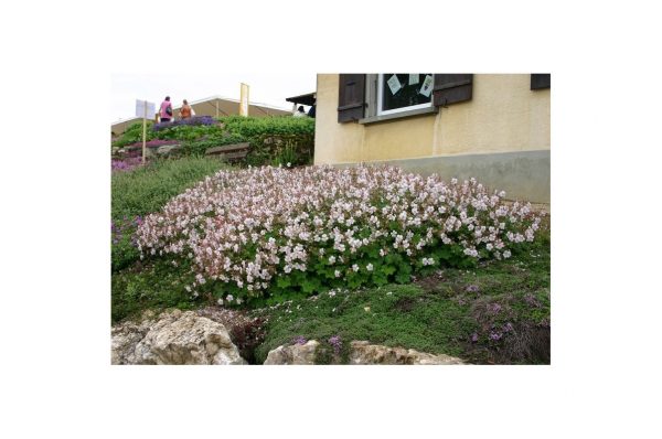 GERANIUM White Ness