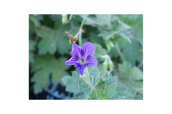 GERANIUM Wlassovianum