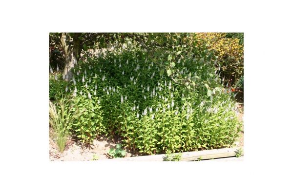 LYSIMACHIA Clethroïdes