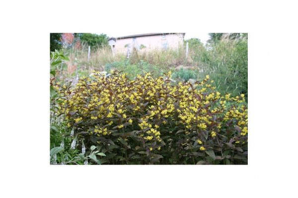 LYSIMACHIA Firecracker
