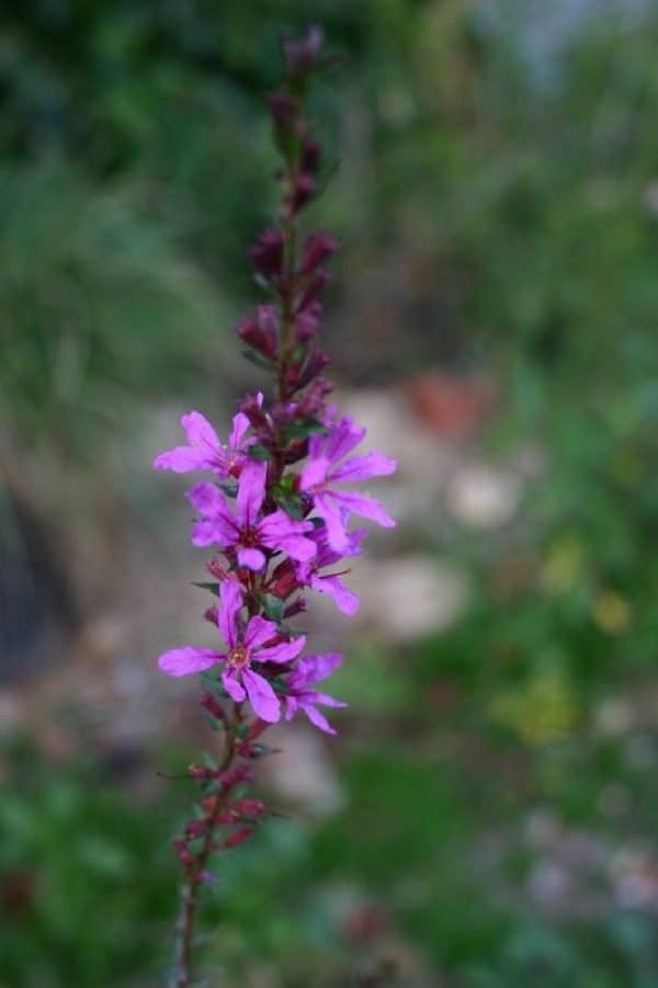 LYTHRUM Salicaria Blush
