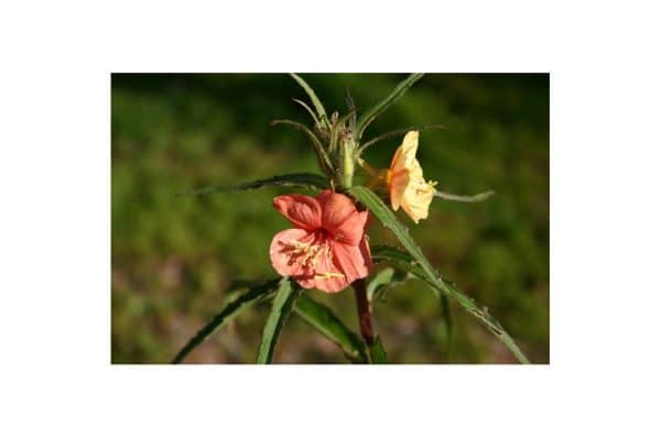 GEUM Princess Julia
