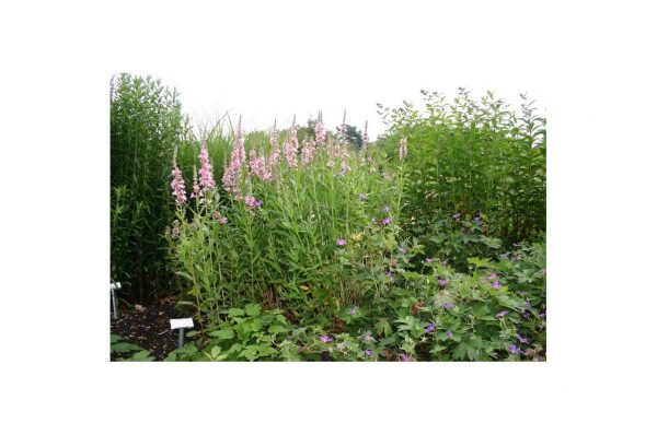 LYTHRUM Virgatum Dropmore Purple