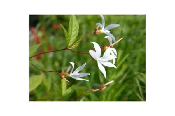 GILLENIA Trifoliata