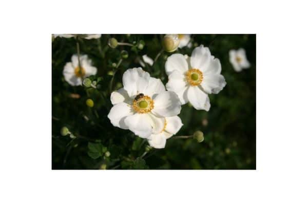 ANEMONE Honorine Jobert