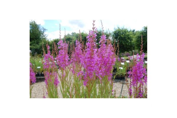 LYTHRUM Virgatum Dropmore Purple